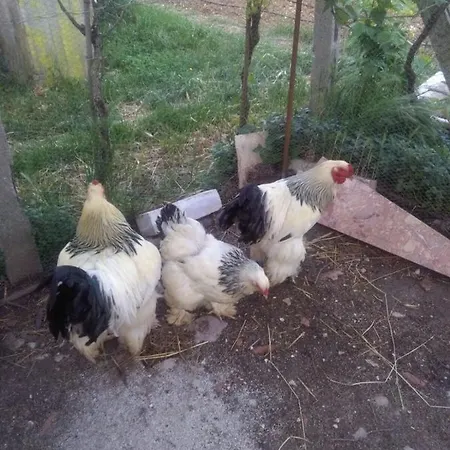 Le Giare Agroturismo *